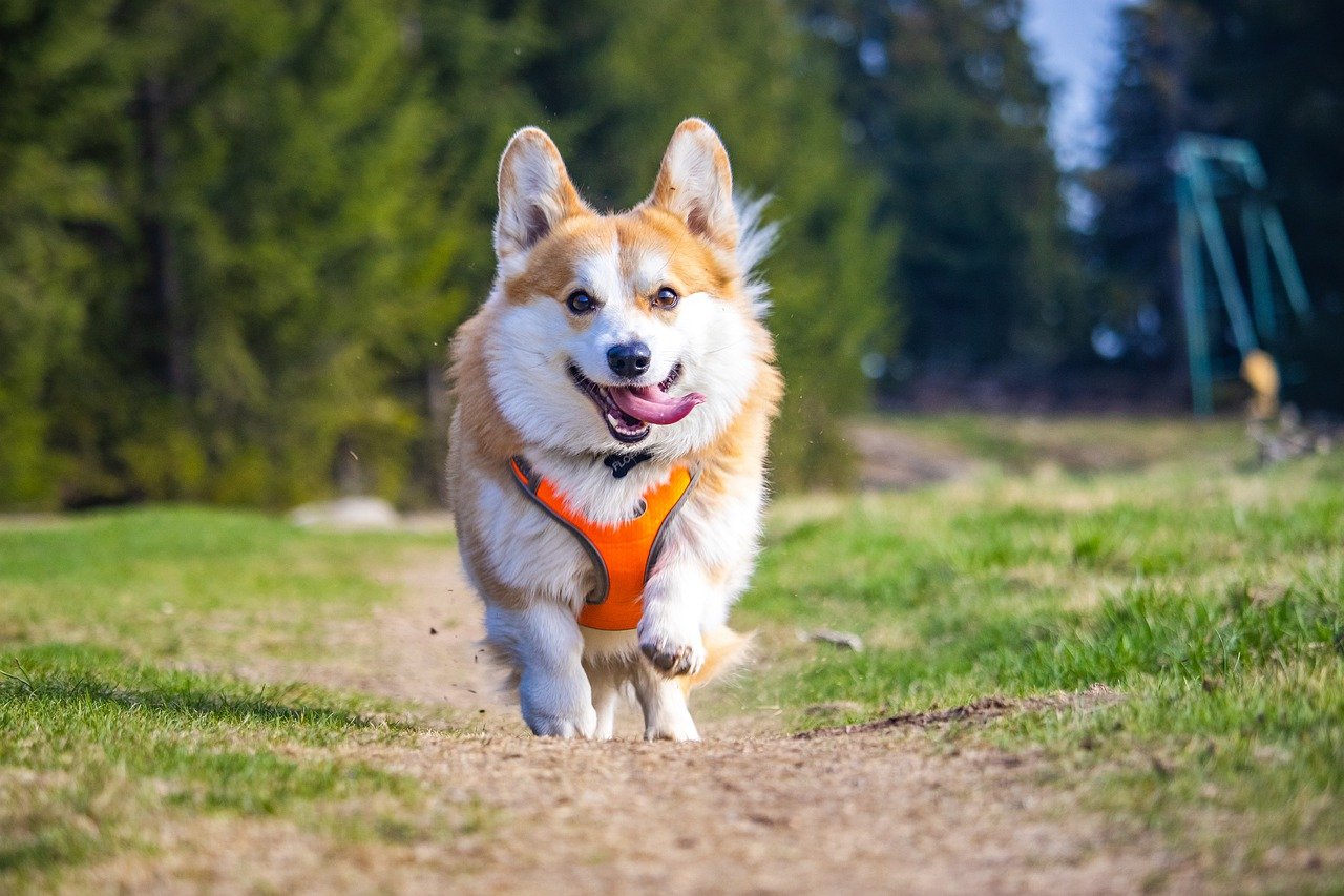 Why You Should Take Your Dog For a Walk Daily