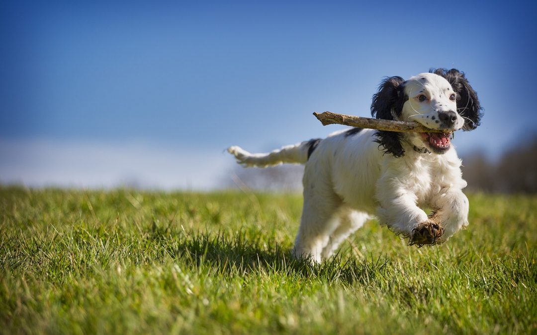 Dog Home Boarding or Kennel Stay?