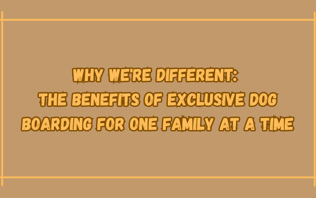 Why We’re Different: The Benefits of Exclusive Dog Boarding for One Family at a Time