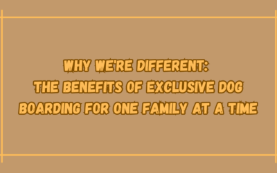 Why We’re Different: The Benefits of Exclusive Dog Boarding for One Family at a Time